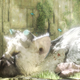 Illustration for article titled Game Review: The Last Guardian